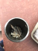Ivory scraps in the pipe